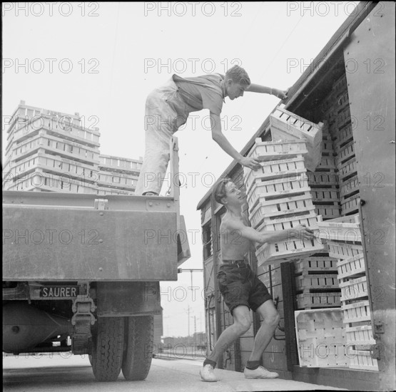 WW2: farming camp; unloading empty crates, 1943.