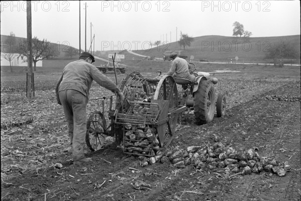 Farmers harvesting sugar beets in 1963