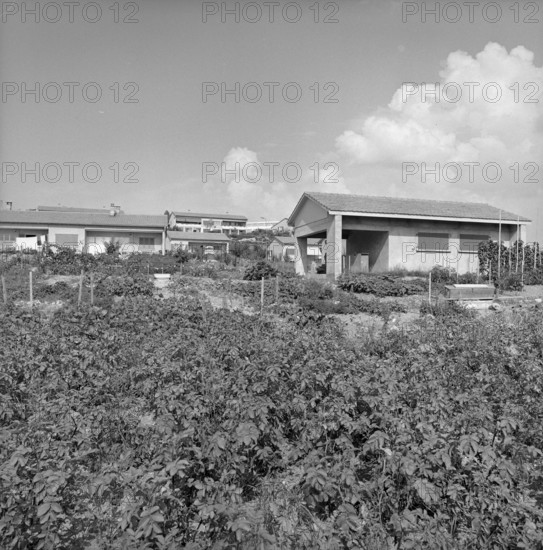 Geneva: Vegetable gardens in front of terraced houses in AirelaVille; 1965