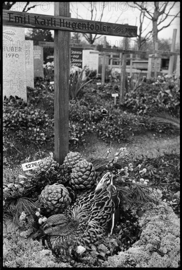 Wild duck breeding on grave 1970