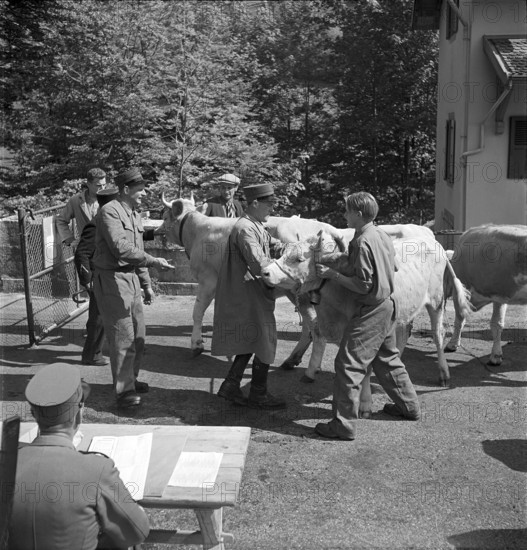Cows are brought across the border into France, Creux 1952