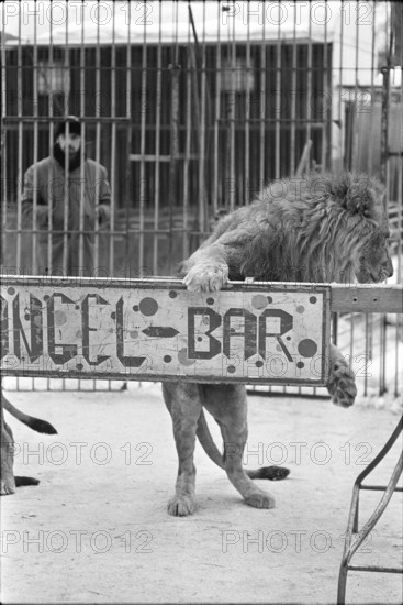 Lion Dressage 1969