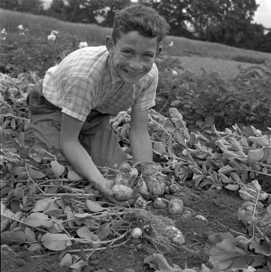 Boy harvesting potatoes, 1958