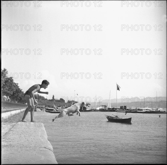 Dog jumps into Lake Zurich, 1947