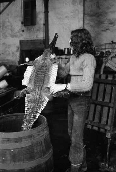 Last tannery in Romandy: young man works on crocodile skin in 1973