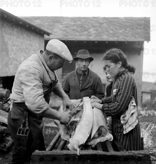 Saillon; Slaughtering of a pig for New Year, the butcher carves up the slaughtered pig; 1948