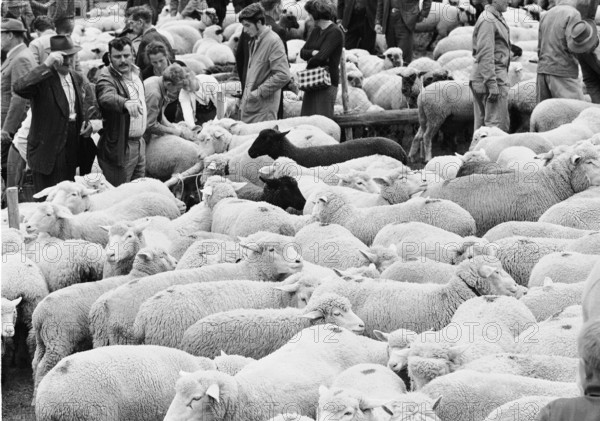 Sheep shearing in Riffenmatt, 1970
