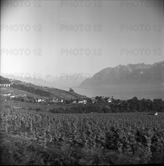 Vineyards near Cully in Lavaux, 1958