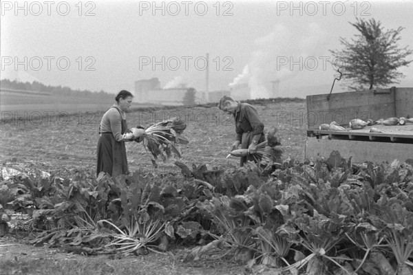 People harvesting sugar beets, 1966
