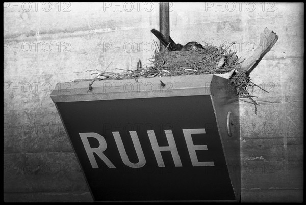 Bird's nest with breeding blackbird on lamp with inscription 'Ruhe' 1970