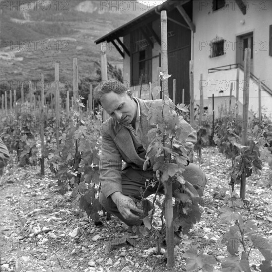 Valais Vine War: Destruction of illegal vines, 1961