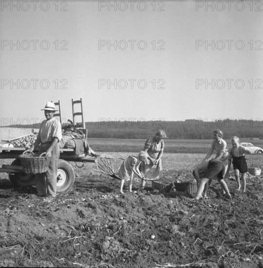 Potato harvest in Clavaleyres; 1955