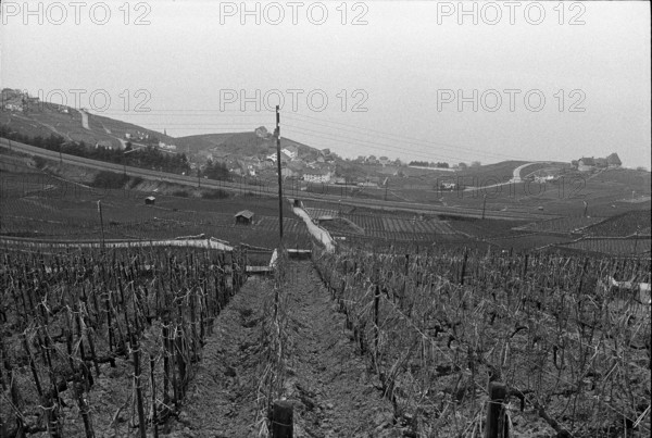 Vineyard and railway line near Villette in Lavaux, 1972
