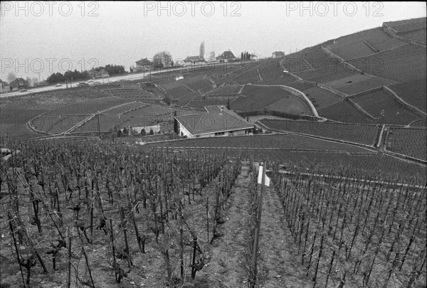 Vineyard near Villette in Lavaux, 1972