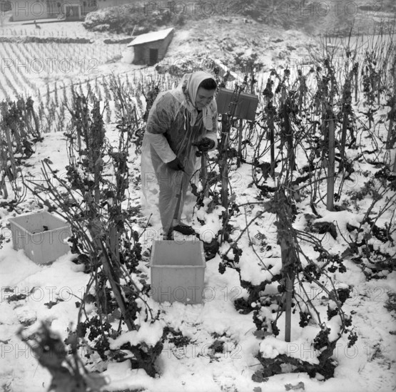 Early onset of winter in the vineyards near Sion, 1965