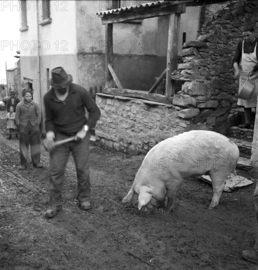 Saillon; Slaughtering of a pig for New Year, the pig is driven to the village square; 1948