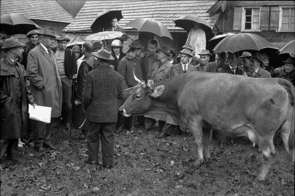 Kirchberg, Gant on a farm, 1965