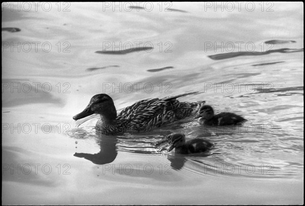 Duck with young on the Rotsee 1969