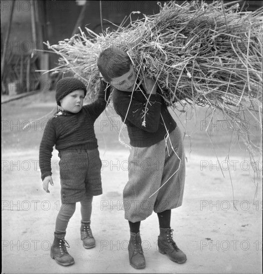 Boys collecting Reising in BielBenken around 1948