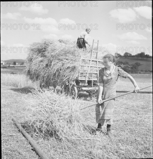 WW 2: grain crop, harvest, Rhine Valley 1941