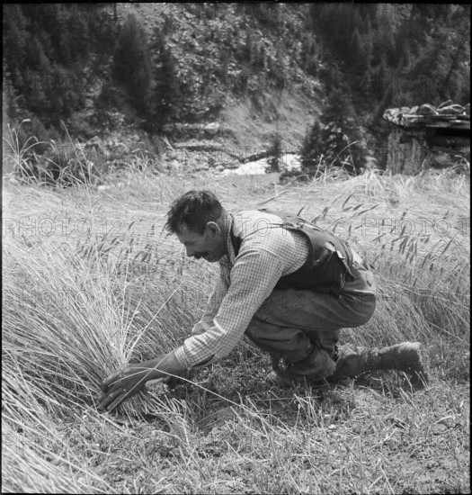 WW 2: corn, grain crop, Zermatt 1941