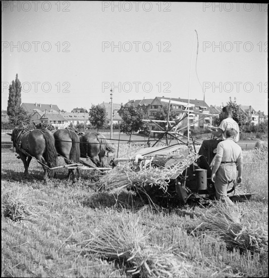 WW 2: grain crop, harvest, Strickhof 1940