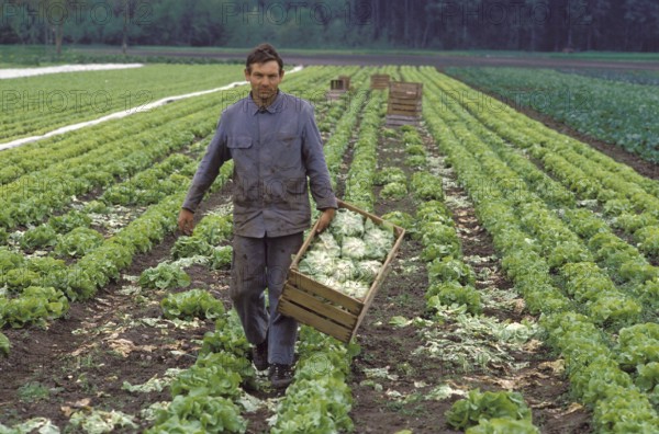 Field with head lettuce