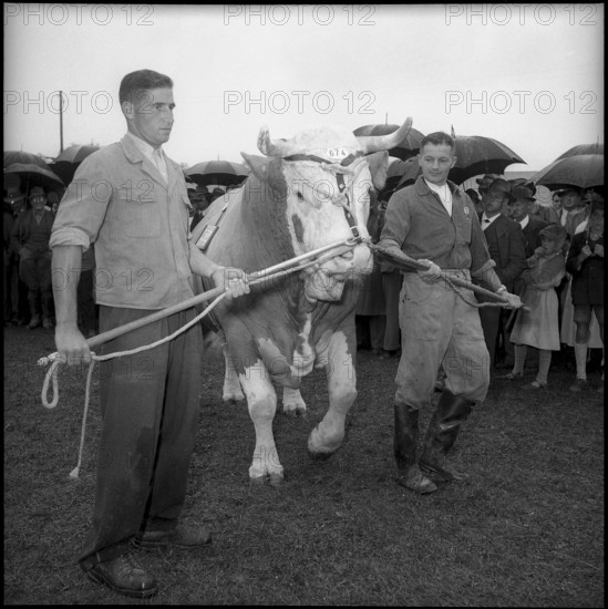 Medical orderly, assignment in civilian professions, butcher. 1939
