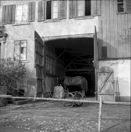 Goats infected by the malta fever in the Ferret valley, 1958