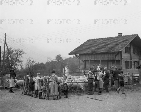 Separation of the sheep in autumn, 1941