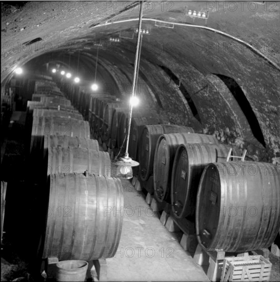 Mise des vins de la ville de Lausanne, wine auction: degustation, 1954