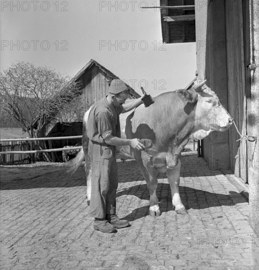 Illens FR: child and sheeps in front of a farm. 1952