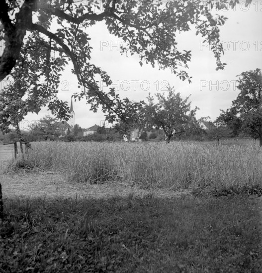 Vineyard in Hauterive: 1943