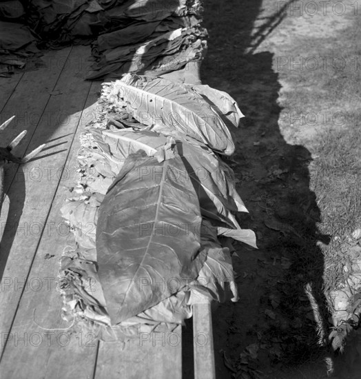 Elderly woman gaining tobacco seed, 1942