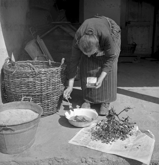 Drying tobacco leaves in the Vallée de la Broye, 1941