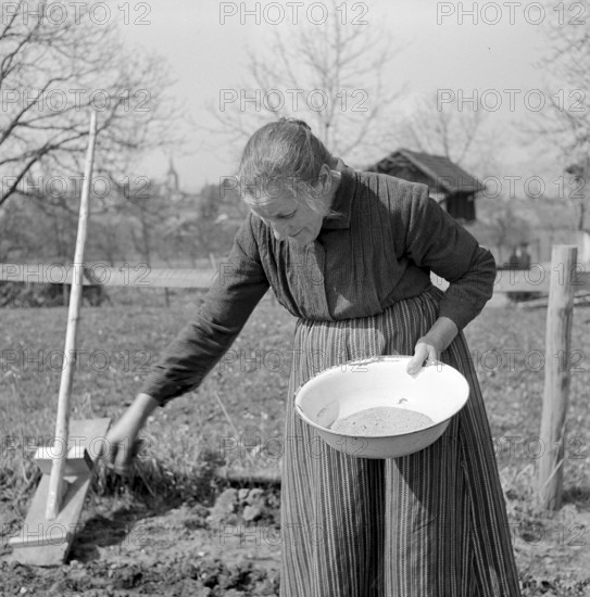 Elderly woman working on a tobacco field, 1942