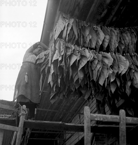 Woman hanging up tobacco leaves, 1941