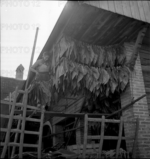 Elderly woman gaining tobacco seed, 1942