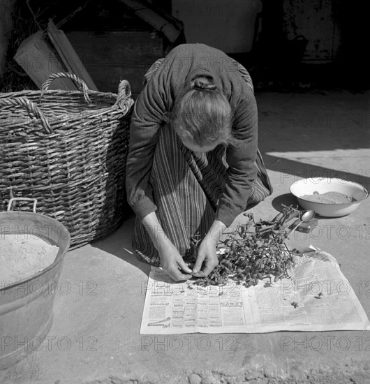 Man with tobacco leaves in the Vallée de la Broye, 1941