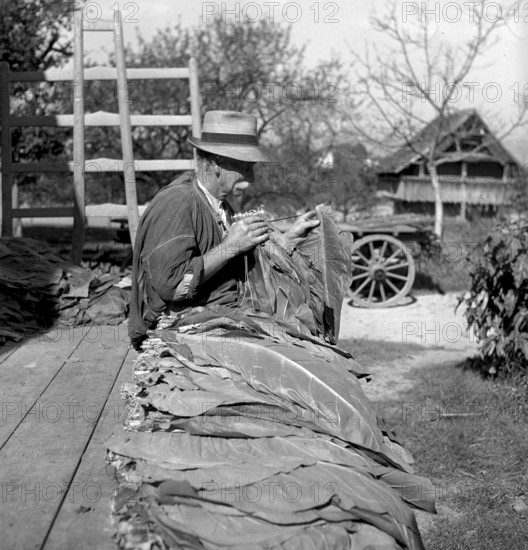 Man beading tobacco leaves, 1941
