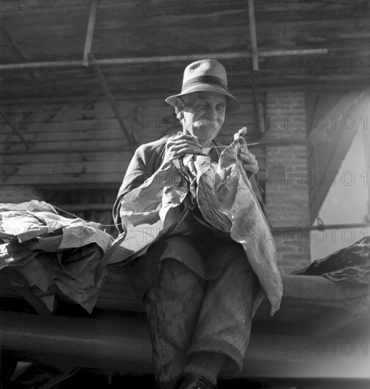 Tobacco blossom, Salavaux, 1942