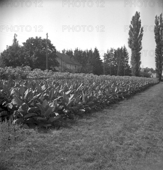 Man beading tobacco leaves, 1941
