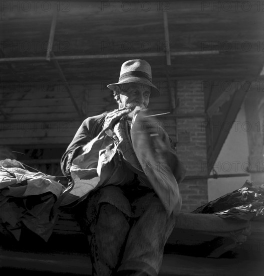 Producing cigars, 1952