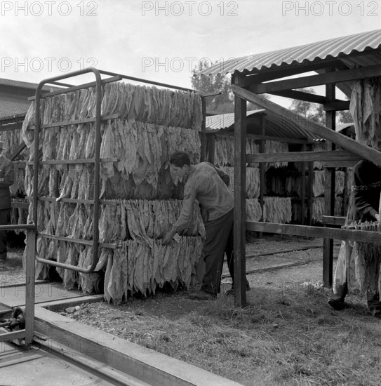 Producing cigars, 1952