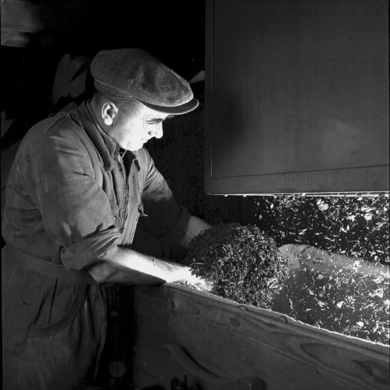 Cigarette factory Burrus, 1960
