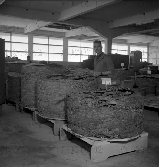 Cigarette factory Brunette, 1952