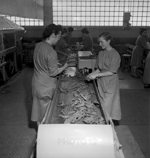 Cigarette factory Brunette, 1952