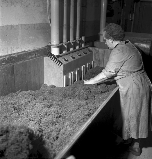 Cigarette factory Brunette, 1952
