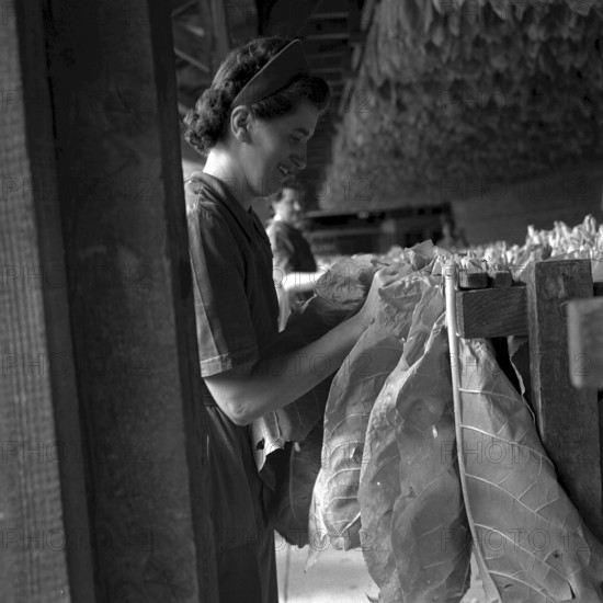 Cigarette factory Burrus, 1960