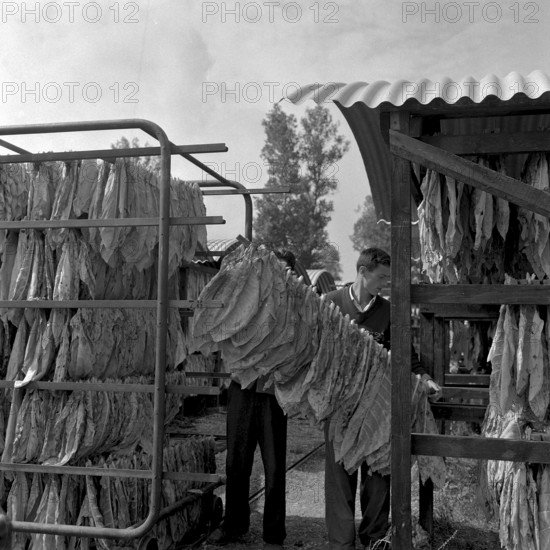 Producing cigars, 1952